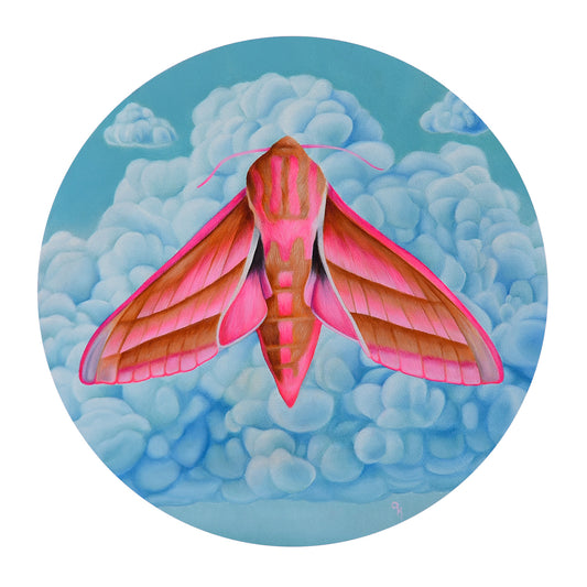 "Elephant Hawk Moth" Original