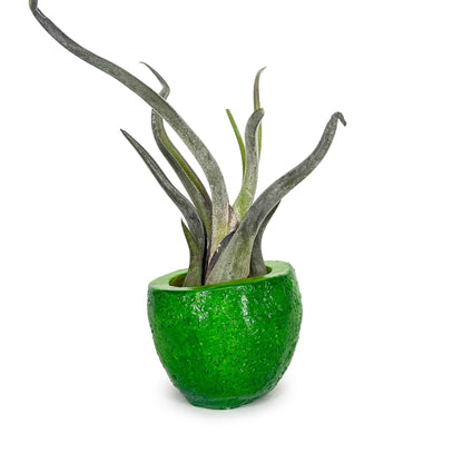 Lil' Lime Pot